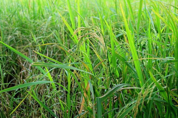 Prawie dojrzałe rośliny ryżu na polu ryżowym w centralnym regionie Tajlandii