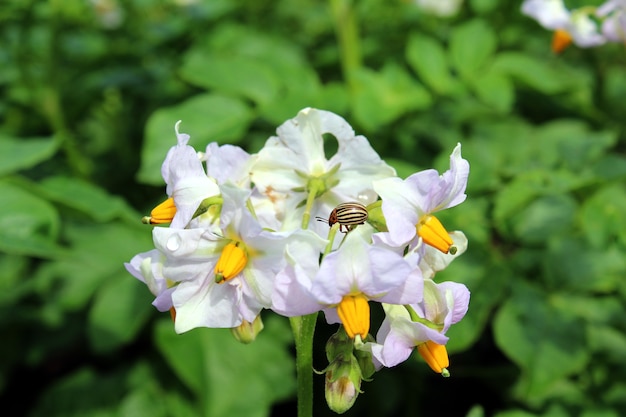 Prążkowana chrząszcz ziemniaczany colorado siedzi na kwiatku ziemniaka.