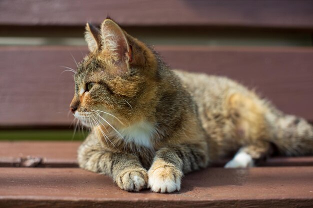Pręgowany kot leży na ławce i patrzy w dal na wsi w letni słoneczny dzień Przystojny zwierzak