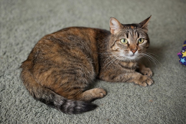 pręgowany kot o zielonych oczach leży wygodnie na dywanie