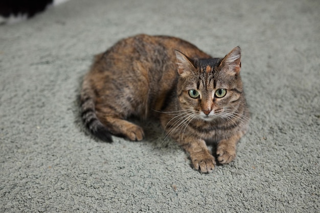 pręgowany kot o zielonych oczach leży wygodnie na dywanie