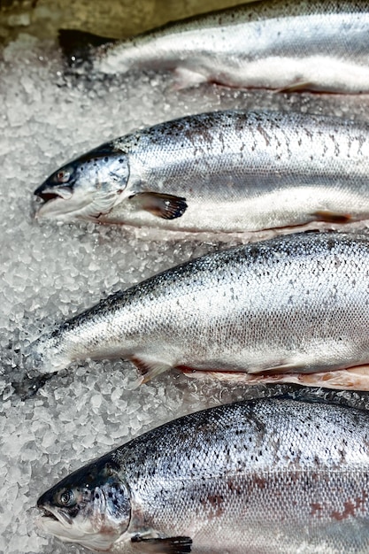 Prezentacja ze świeżymi rybami na lodzie jesiotra bieługa koncepcja gastronomii łososia świeże jedzenie