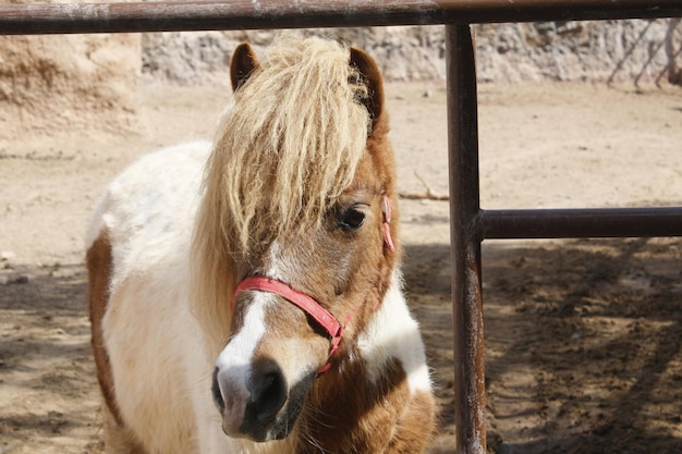 Primer plano de la cara de un poni mirando a cámara, en el zoo de cabárceno, en Cantabria