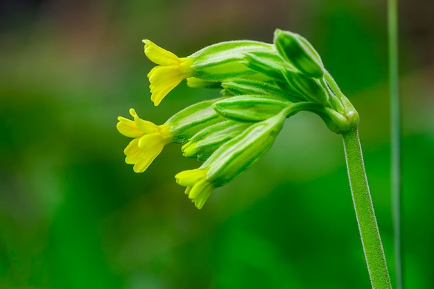 Primula elatior to gatunek należący do rodziny Primulaceae