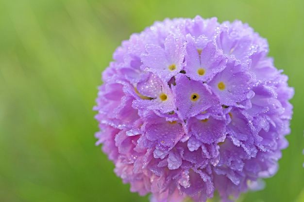 Primula fioletowy kulisty (Primula denticulata) W kroplach deszczu