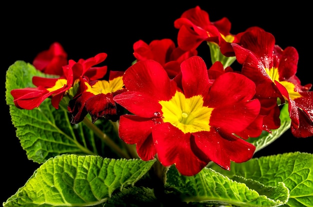 Primula Lopen Czerwone Kwiaty Na Czarnym Tle