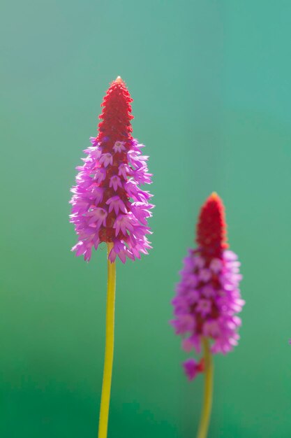 Primula Vialii Flower Spike Red Hot Poker Primrose