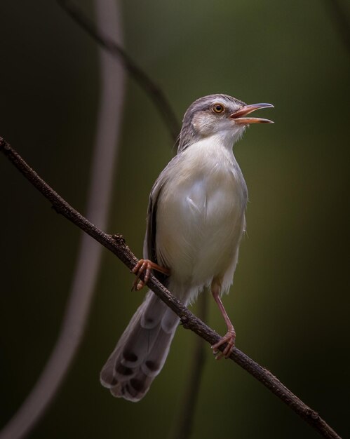 Prinia Białobrewa Na Suchej Gałęzi