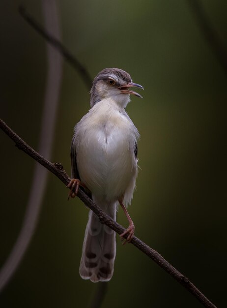 Prinia białobrewa na suchej gałęzi