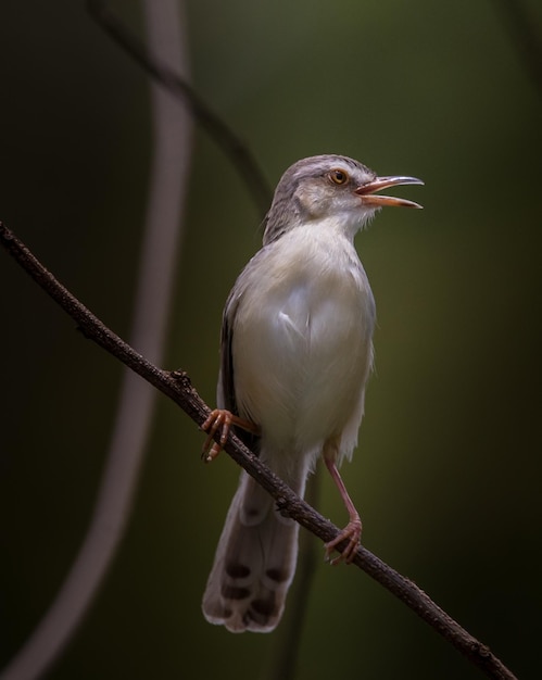 Prinia Białobrewa Na Suchej Gałęzi