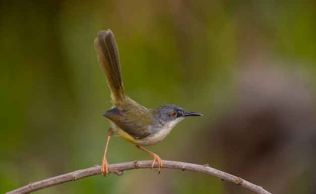 Prinia żółtobrzuch na gałęzi drzewa Portret zwierzęcy