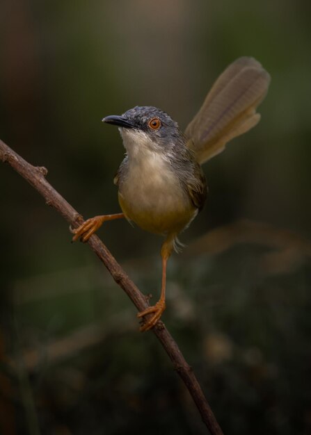 Prinia żółtobrzuch na gałęzi drzewa Portret zwierzęcy