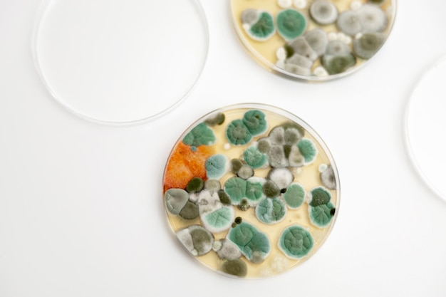 Próbki pleśni na białym tle Szalka Petriego z koloniami mikroorganizmów do analizy bakteriologicznej w laboratorium mikrobiologicznym Zbliżenie na pleśń