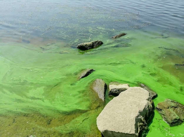 Problemy środowiskowe zanieczyszczona woda Zielona woda na plaży zakwit glonów zaburzenia w ekosystemie zanieczyszczenie środowiska glony zielone i musor w wodzie