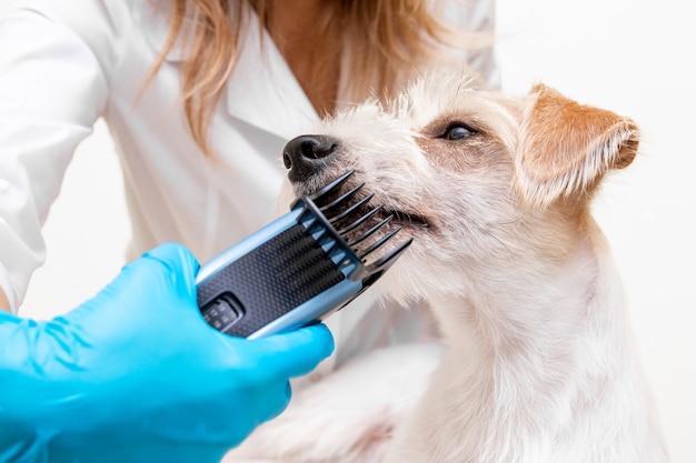 Procedura pielęgnacji. Kobieta weterynarz w niebieskich rękawiczkach i białym fartuchu modeluje sierść Jack Russell Terrier za pomocą elektrycznej maszynki do strzyżenia.