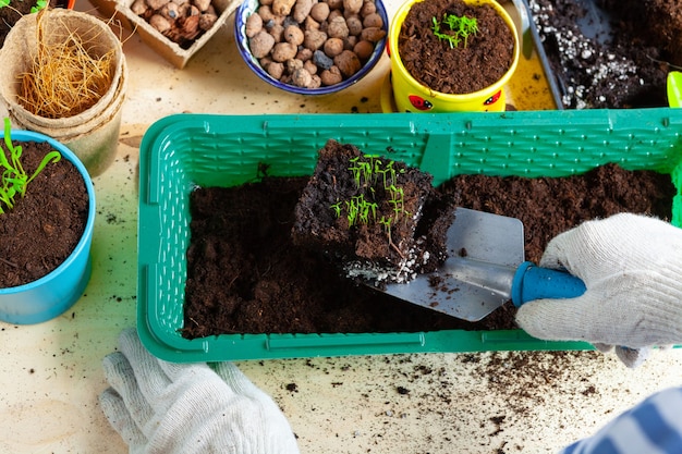 Proces przesadzania roślin z bliska akcesoria ogrodnicze