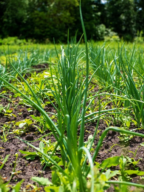 Proces uprawy cebuli Młode sadzonki w otwartym terenie Ekologiczna uprawa w ogrodzie