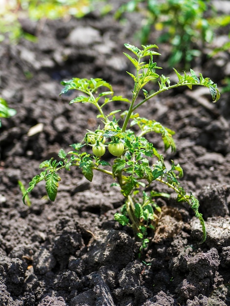 Proces uprawy pomidorów Młode sadzonki w otwartym terenie Ekologiczna uprawa w ogrodzie