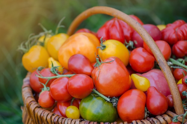 Proces zbioru pomidorów. Zbiór organicznych pomidorów w szklarni. Wiele różnych pomidorów w letni dzień.