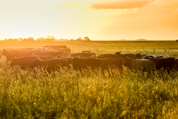 Produkcja mięsa argentyńskiego z wołów i jałówek hodowanych na trawie naturalnej