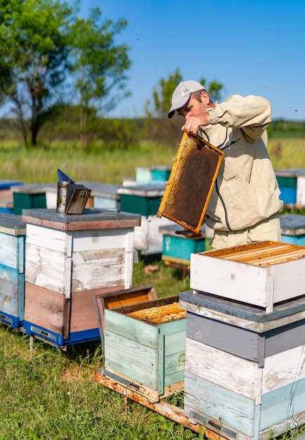 Produkcja miodu organicznego w pasiece Profesjonalny pszczelarz z drewnianą ramą