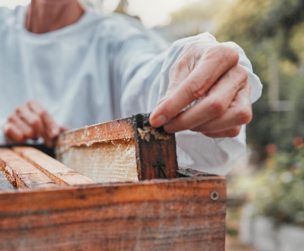 Produkcja pszczelarska i pszczelarz pracujący z miodem na rzecz zrównoważonego rolnictwa w przyrodzie Zrównoważony rozwój ekologiczny i ręce rolnika w procesie wydobywania słodkiej żywności z pudełka