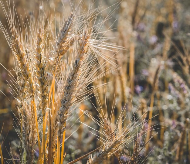 Produkcja rolnicza pszenicy Pampas Argentyna