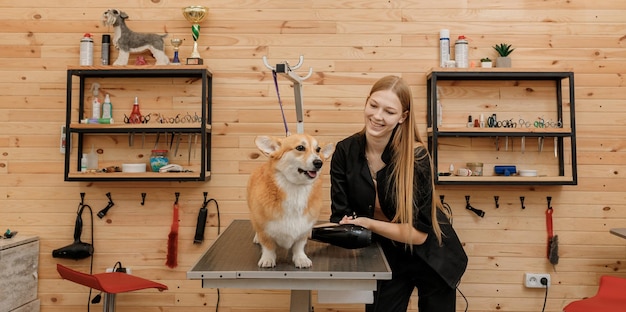 Profesjonalna pielęgnacja psa suczka sucha sierść psa Welsh Corgi Pembroke z suszarką do włosów po umyciu w salonie kosmetycznym Koncepcja pielęgnacji