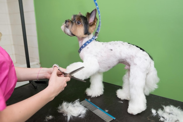 Zdjęcie profesjonalny fryzjer yorkshire terrier