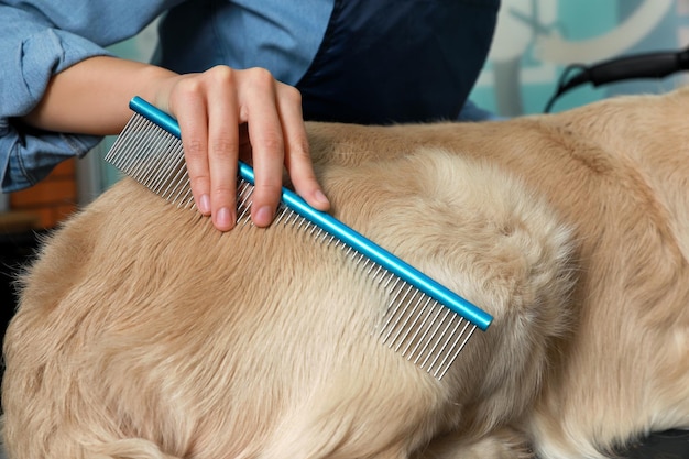 Profesjonalny groomer szczotkujący futro uroczego psa w zbliżeniu salonu piękności dla zwierząt domowych