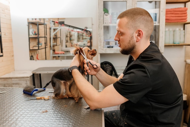 Profesjonalny męski groomer robi strzyżenie psa Yorkshire Terrier w salonie fryzjerskim z profesjonalnym sprzętem