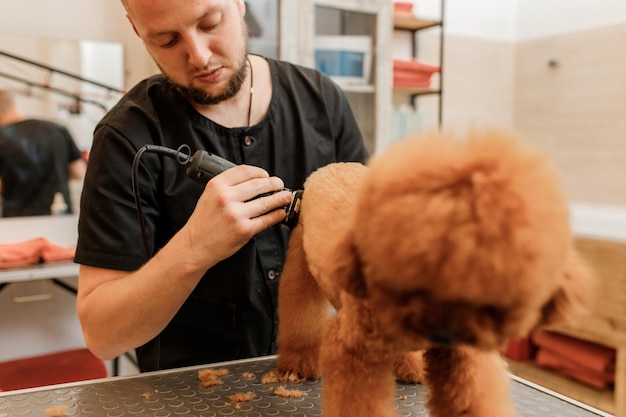 Profesjonalny męski groomer robiący fryzurę psa z filiżanką pudla w salonie fryzjerskim z profesjonalnym sprzętem