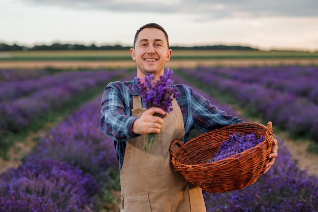 Profesjonalny Mężczyzna Pracownik W Mundurze Trzymając Kosz Z Pociętymi Kiściami Lawendy Na Lawendowym Polu I Uzdrawiającym Aromatem Kwiatów Zbieranie Lawendy Concept