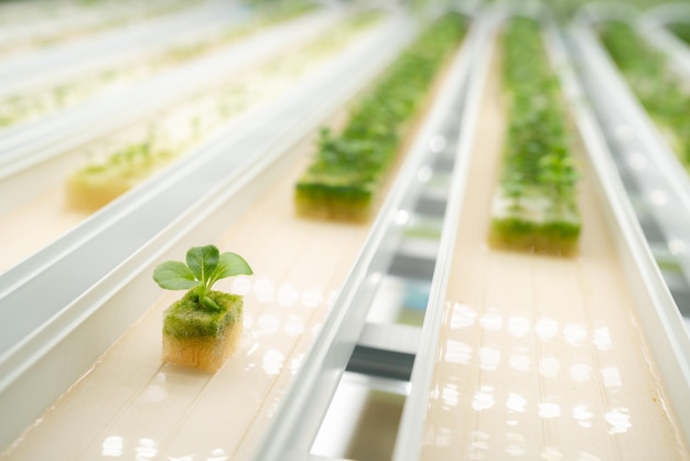 Profesjonalny naukowiec zajmujący się rolnictwem pracujący nad badaniami organicznej rośliny warzywnej w szklarni laboratoryjnej, rozwój inteligentnej technologii do uprawy hydroponicznej w gospodarstwie pionowym