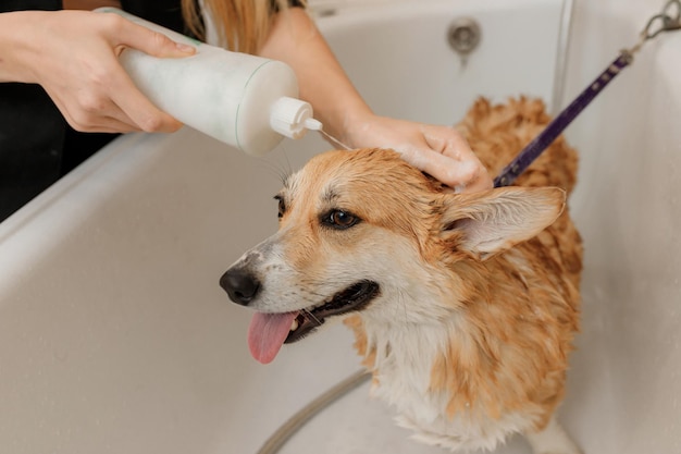 Profesjonalny, Wykwalifikowany Groomer Dokładnie Myje Zabawnego Psa Welsh Corgi Pembroke W Kąpieli Przed Zabiegiem Pielęgnacyjnym