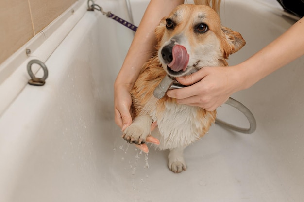 Profesjonalny, wykwalifikowany groomer dokładnie myje zabawnego psa Welsh Corgi Pembroke w kąpieli przed zabiegiem pielęgnacyjnym