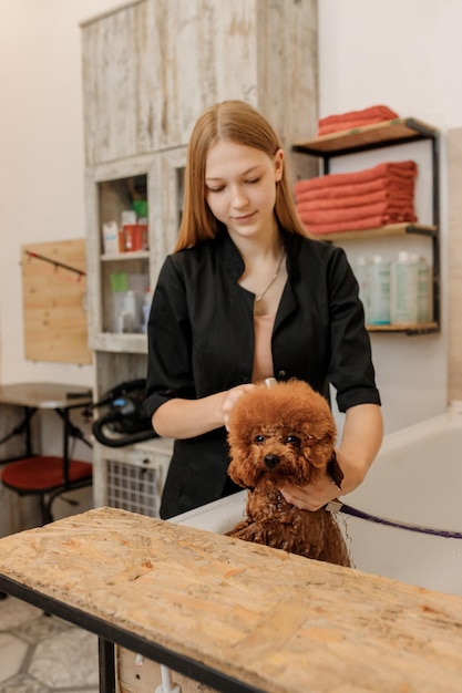 Profesjonalny, Wykwalifikowany Groomer Dokładnie Umyj Filiżankę Psa Pudla W Kąpieli Przed Zabiegiem Pielęgnacyjnym