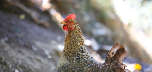 Profil boczny dzikiego kurczaka.