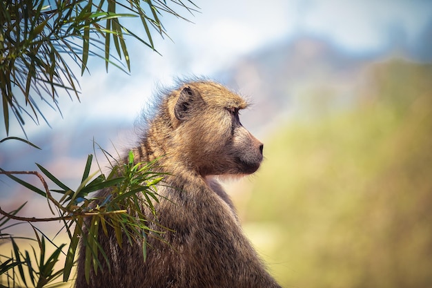 Profil Dużego Pawiana Park Narodowy Tsavo Kenia