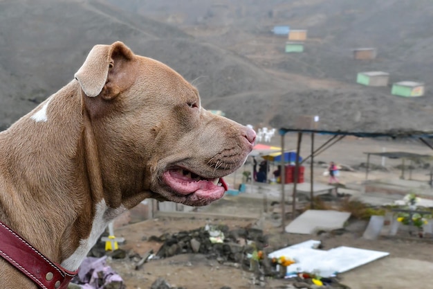 Profil głowy dyszącego psa pitbull na tle miejskiego krajobrazu między wzgórzami