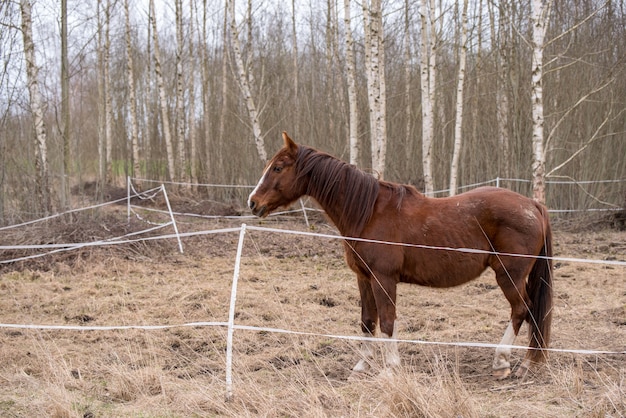 Zdjęcie profil konia na naturze