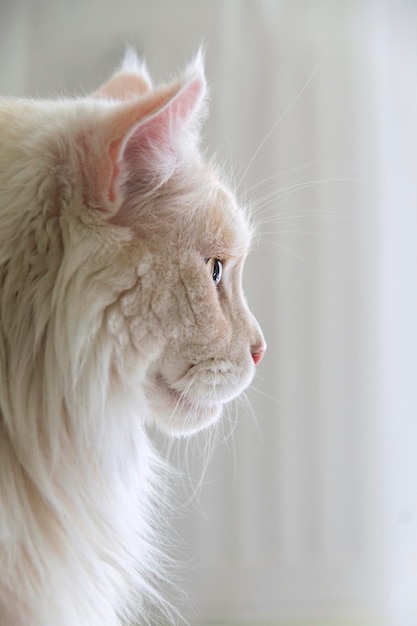 Profil kota rasy Maine Coon na białym tle