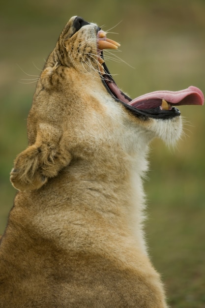 Zdjęcie profil lwicy ziewanie, park narodowy serengeti, serengeti, tanzania, afryka