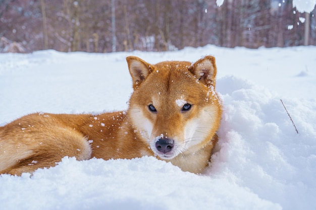 Profil Portret uroczego shiba inu mężczyzny stojącego w śniegu w okresie zimowym.