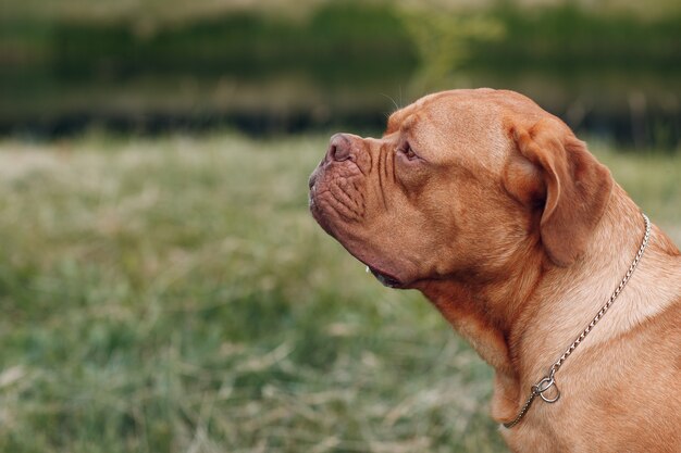 Profil portretowy Dogue de Bordeaux. Pies mastif.