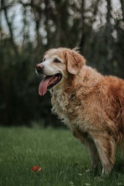 Profil psa na trawie z wyciągniętym językiem i tłem dzikich roślin.