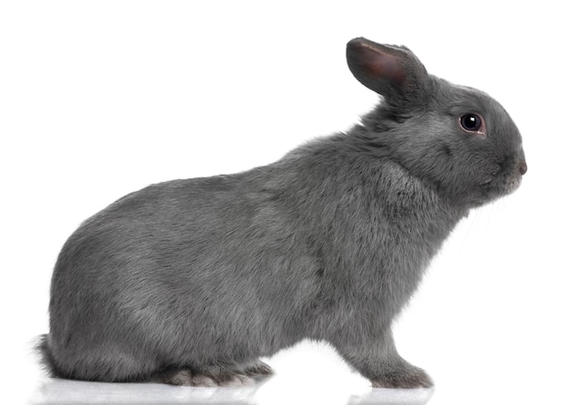 Profil szary lop królik na białym tle
