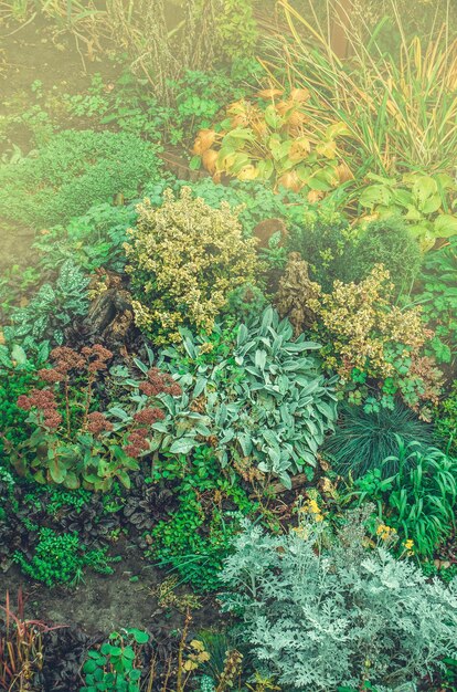 Projekt krajobrazu ogrodu Żółty, pomarańczowy i czerwony jesienny ogród Kolorowe kwietniki w jesiennym ogrodzie Skalny ogród z kwiatami