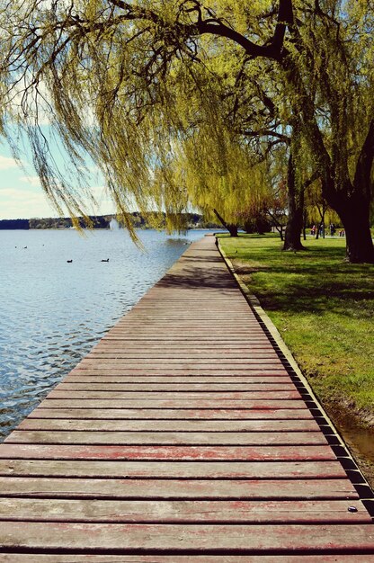 Zdjęcie promenada pośród drzew na tle nieba