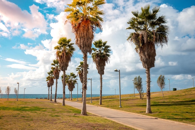 Zdjęcie promenada w midron yaffo park harry s truman street aleja palmowa